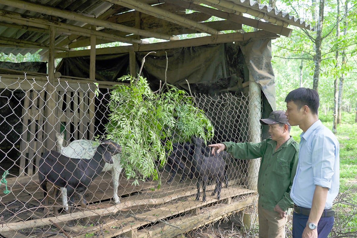 La reproduction du modèle d’élevage de chèvres en captivité dans la région de Cua rencontre des difficultés.
