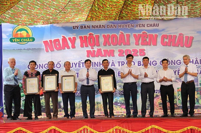  Sơn La: 5 loại cây được công nhận cây di sản tại Ngày hội xoài Yên Châu ảnh 4