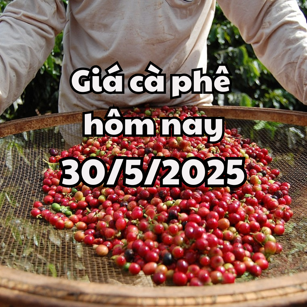 Precio del café hoy 30/05/2025 Vietnam sigue siendo el principal exportador de café del mundo