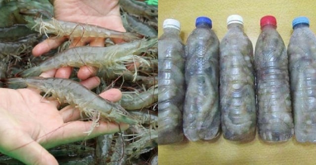 Muốn có tôm ăn quanh năm không lo nhạt thịt hay có mùi thì hãy làm theo cách sau- Ảnh 3.