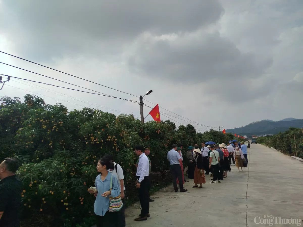 Thương nhân trong và ngoài nước đổ về vườn vải thiều Bắc Giang