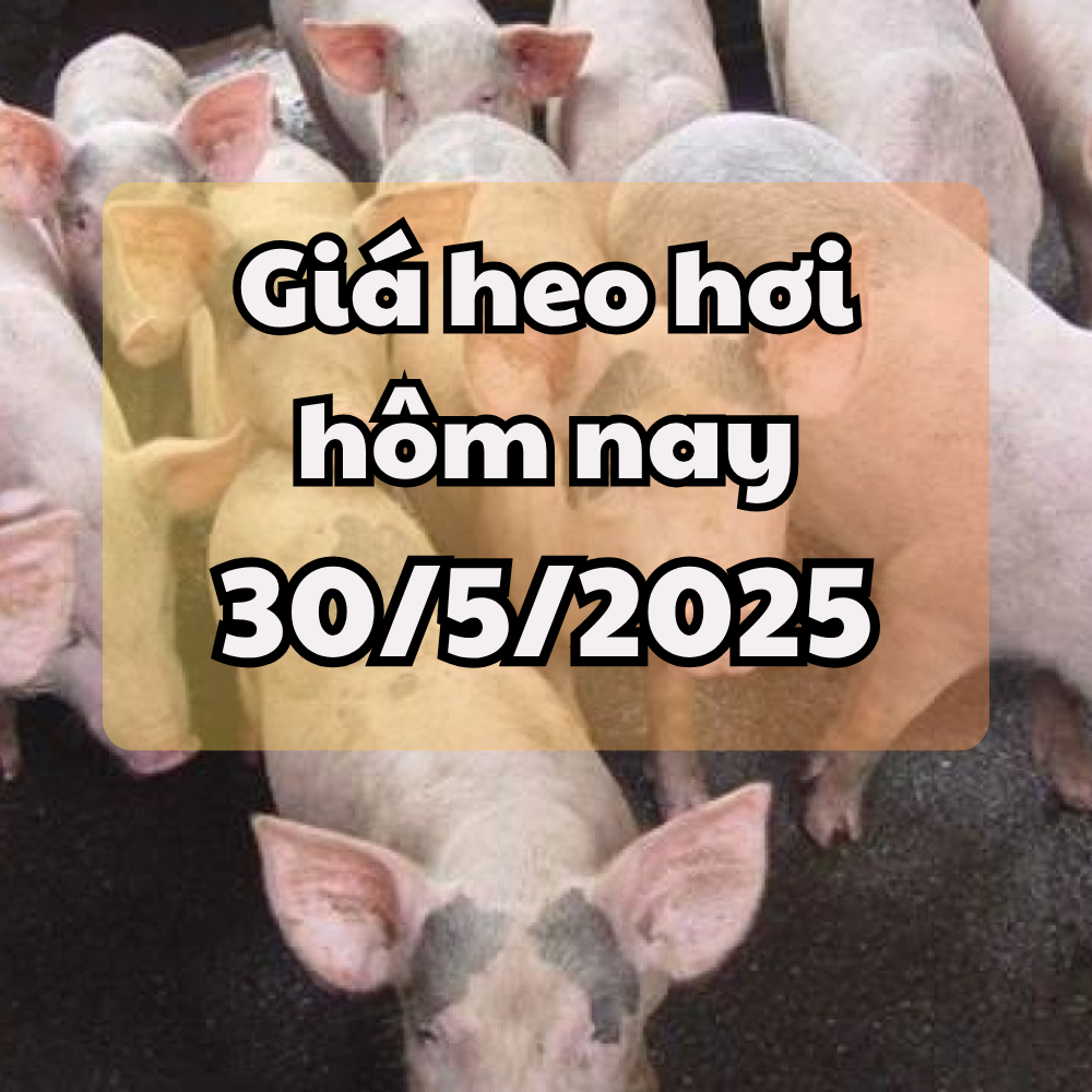 ราคาหมูวันนี้ 30/05/2568 ภาคเหนือและใต้ปรับขึ้นเล็กน้อย