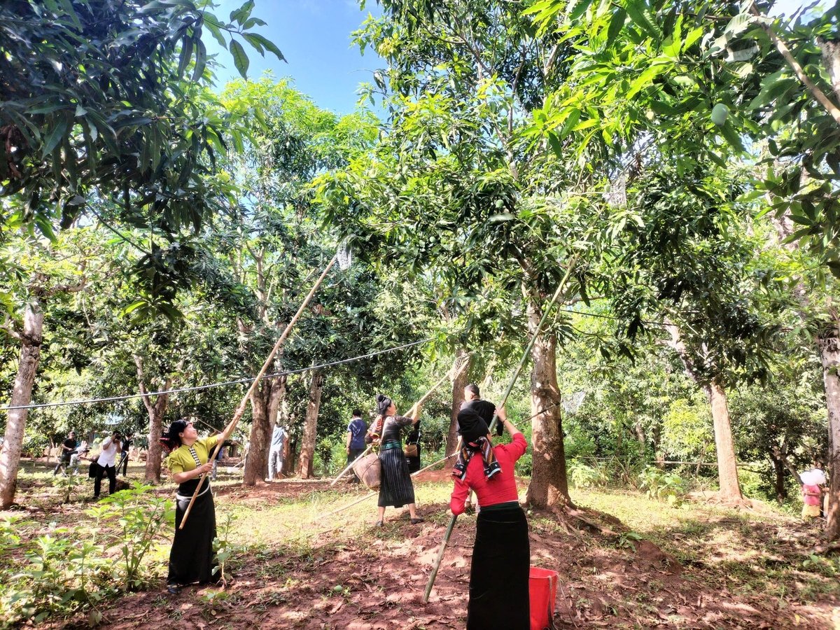 សឺនឡា៖ ដើមឈើបុរាណចំនួន ៥ ដែលត្រូវបានចាត់ទុកជាដើមឈើបេតិកភណ្ឌវៀតណាម
