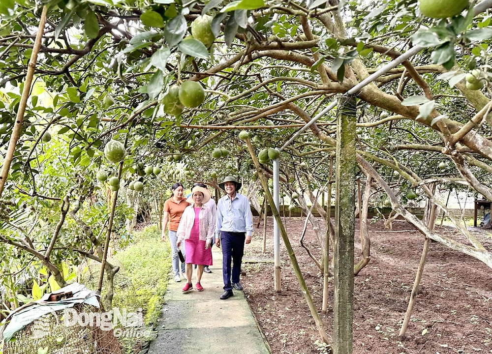 Der spezielle Grapefruitgarten in der Gemeinde Tan Binh bietet stets hohe Produktivität und wirtschaftlichen Wert. Foto: N. Lien