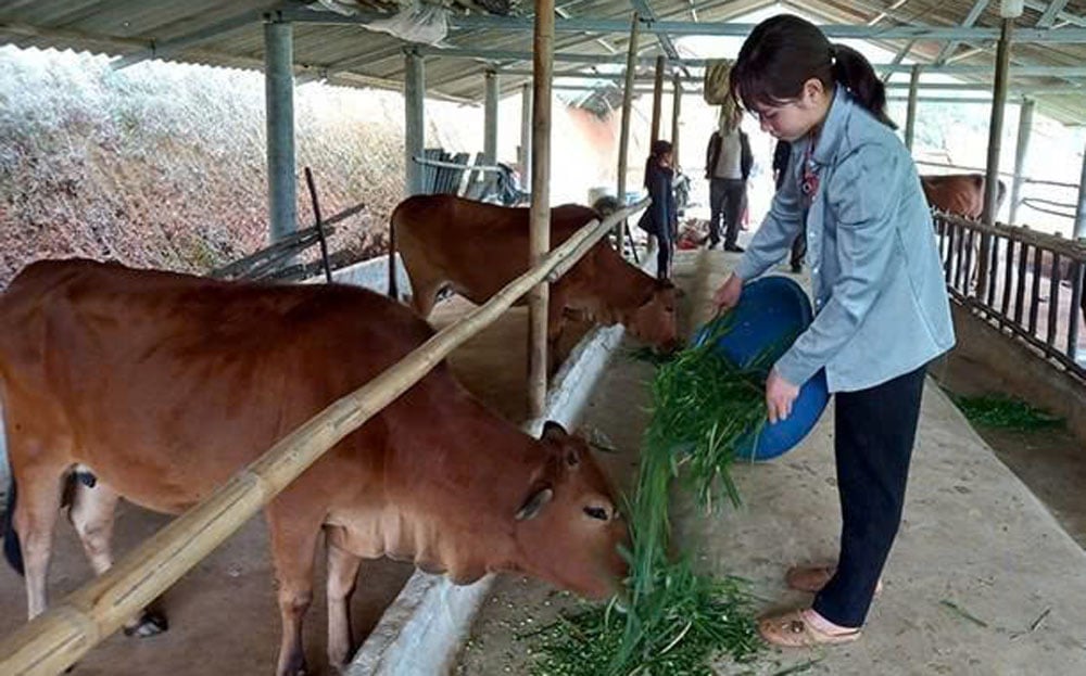 mo-hinh-chan-nuoi-bo-ban-cong-nghiep-cua-nguoi-dan-xa-tan-nguyen-huyen-yen-binh.jpg