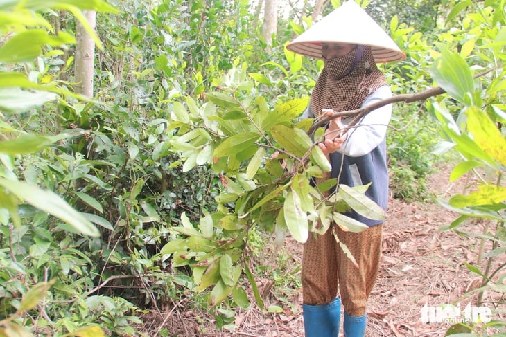 Tết Đoan ngọ: Tục vào rừng giữa trưa hái lá uống mùng 5 - Ảnh 1.