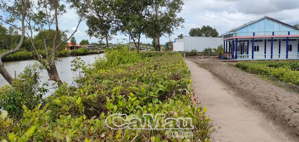 ដើម​កោងកាង​ត្រូវ​បាន​ដាំ​តាម​មាត់​ទន្លេ ដើម្បី​រក្សា​ដី និង​ការពារ​ការ​បាក់​ដី។ ពួកវាត្រូវបានតុបតែងដើម្បីបង្កើតជារបងបៃតង និងបង្កើតទេសភាពជនបទដ៏ស្រស់ស្អាត។