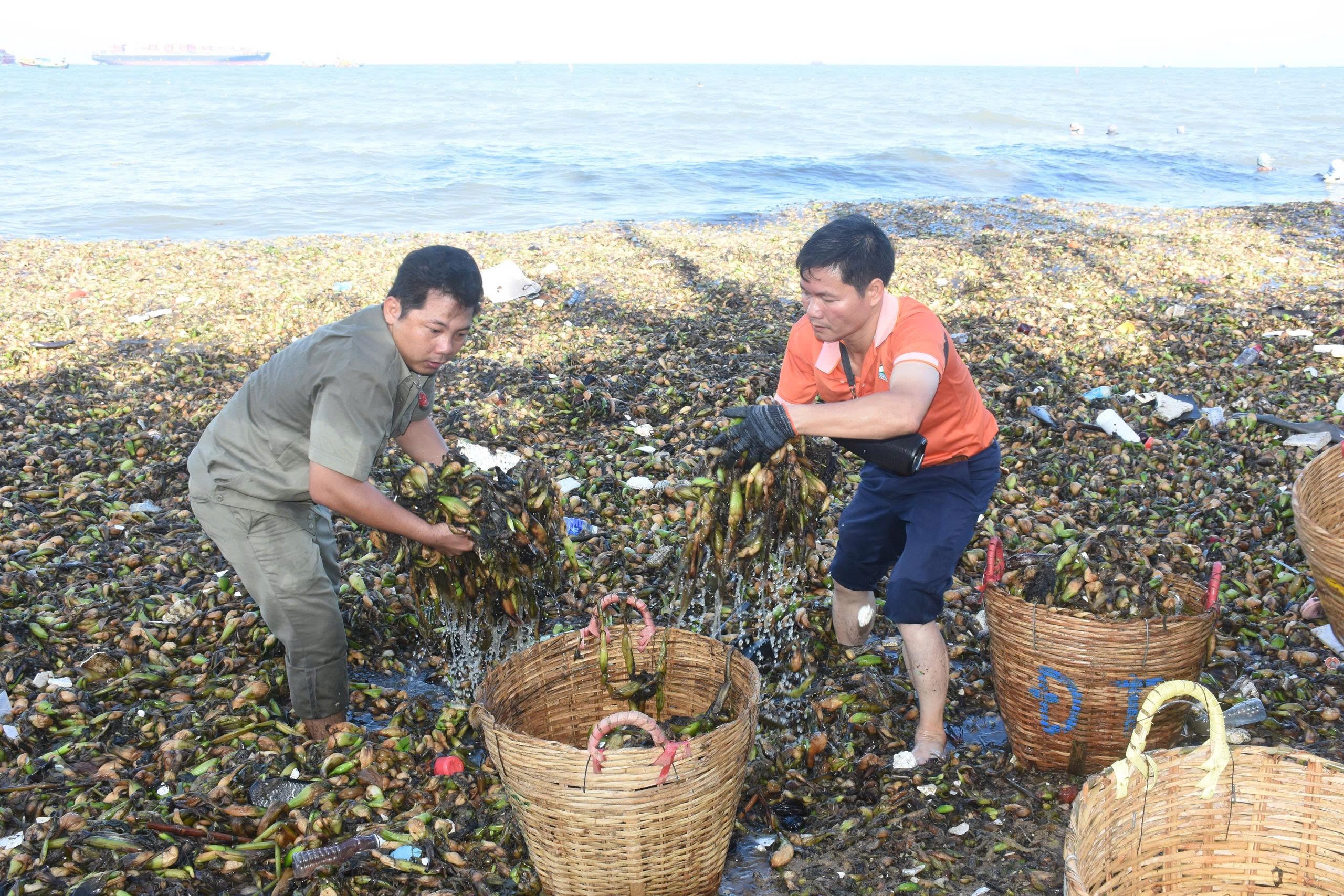Rác đại dương, chủ yếu là lục bình trôi dạt vào vùng biển Bãi Trước nhiều chưa từng có. Bèo ngấm nước, phân hủy khiến công tác thu gom rất khó khăn và vất vả