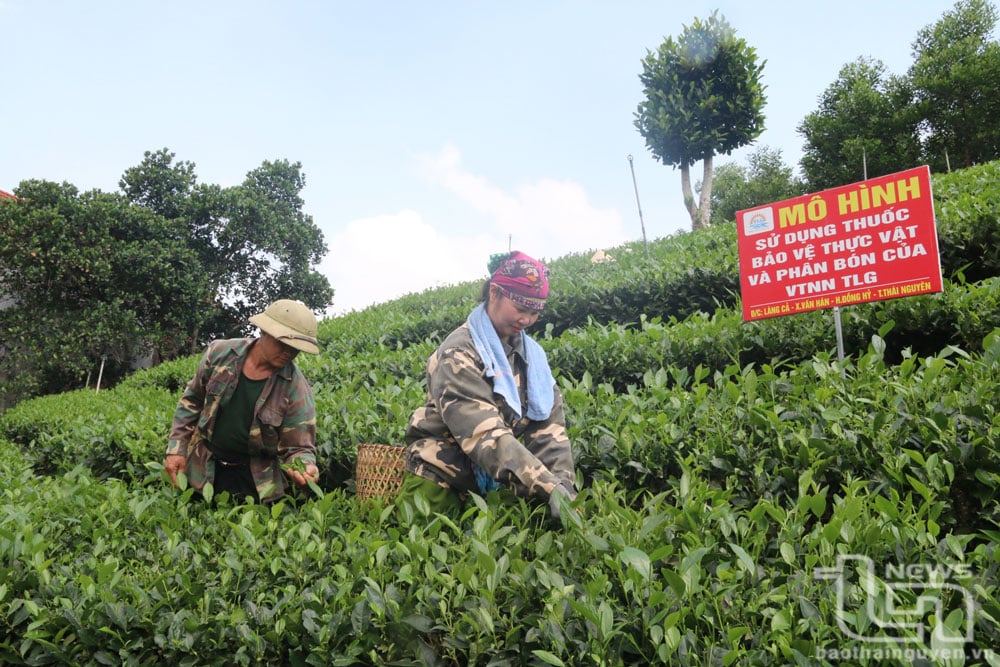 Người dân xóm Làng Cả (xã Văn Hán, Đồng Hỷ) thu hái chè lai giống LDP1 chính vụ.
