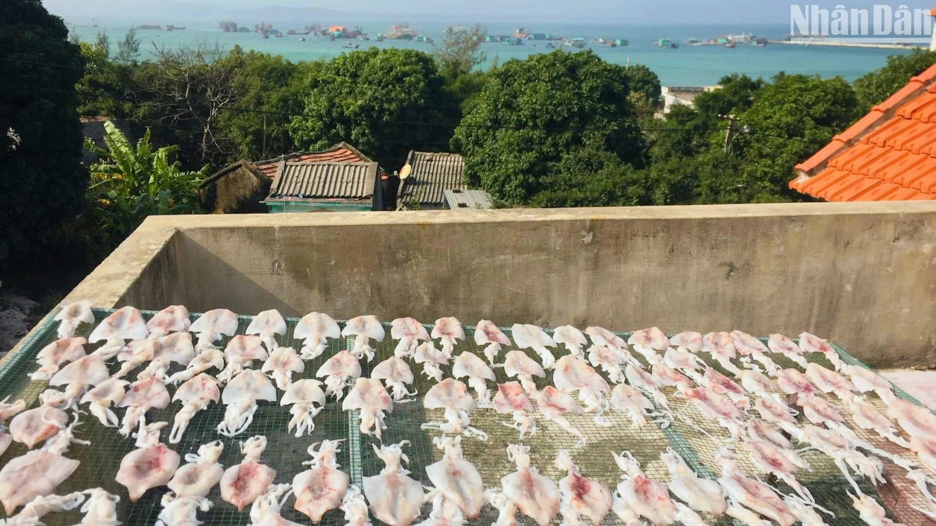 Mùa hạ vàng, sóng biếc trên vùng biển đảo Thanh Lân ảnh 11