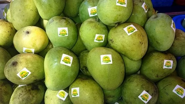 Xoài Yên Châu vươn tầm thương hiệu, mở rộng thị trường