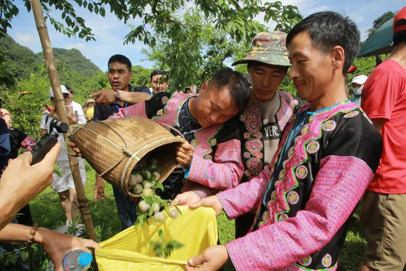 Ngày hội hái quả trên cao nguyên Mộc Châu ảnh 3