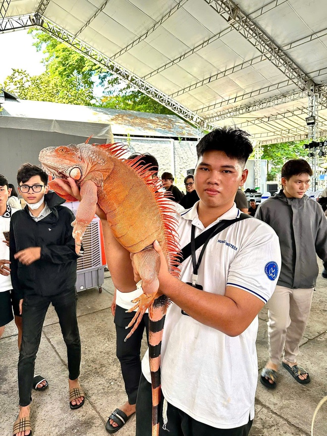 VIDEO: Sinh vật cảnh “đẹp, độc, lạ” đang trưng bày tại TP HCM - Ảnh 10.