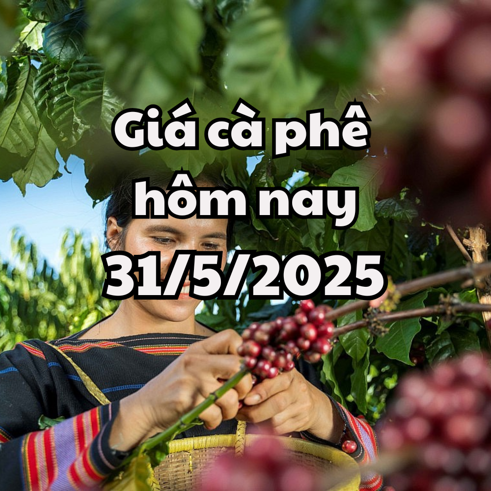 Giá tiêu hôm nay 31 5 2025 tiếp chuỗi giảm bởi chính sách thuế đối ứng