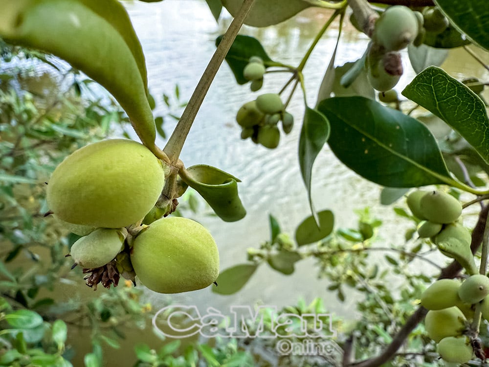 ផ្លែ និងស្លឹករបស់ដើមកោងកាងត្រូវបានប្រើប្រាស់ជាឱសថបុរាណតាំងពីយូរយារណាស់មកហើយ ប៉ុន្តែមិនទាន់ត្រូវបានស្រាវជ្រាវយ៉ាងស៊ីជម្រៅតាមវិធីទំនើបនៅឡើយ។