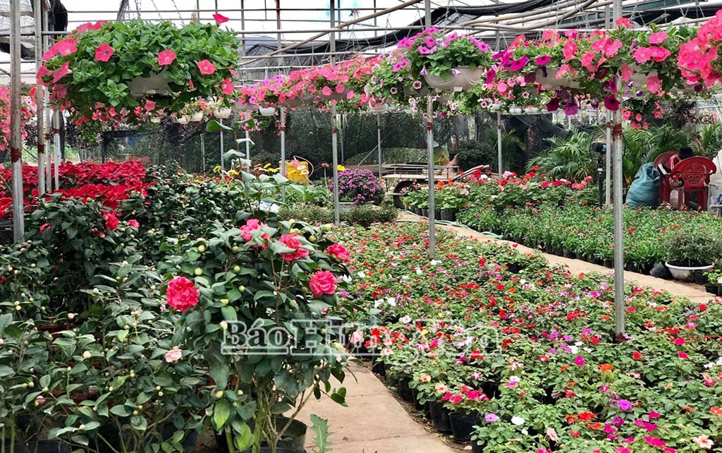 Hoa Xuân Quan - Nhãn hiệu tập thể đã được công nhận
