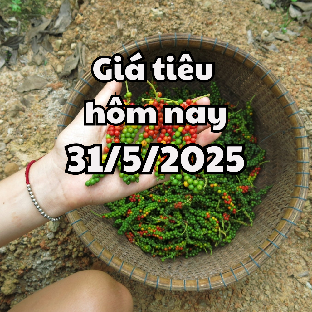 ราคาพริกวันนี้ 31/05/2568 ร่วงสู่จุดต่ำสุดใหม่ เนื่องด้วยนโยบายภาษี