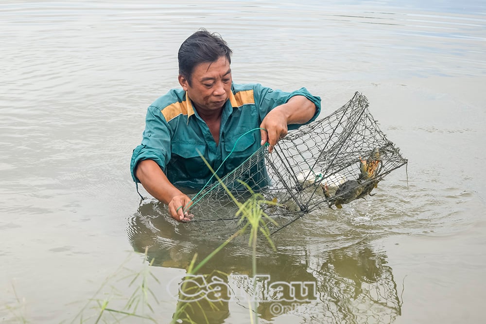 L’élevage intégré de crevettes et de crabes est une orientation durable dans de nombreuses localités.