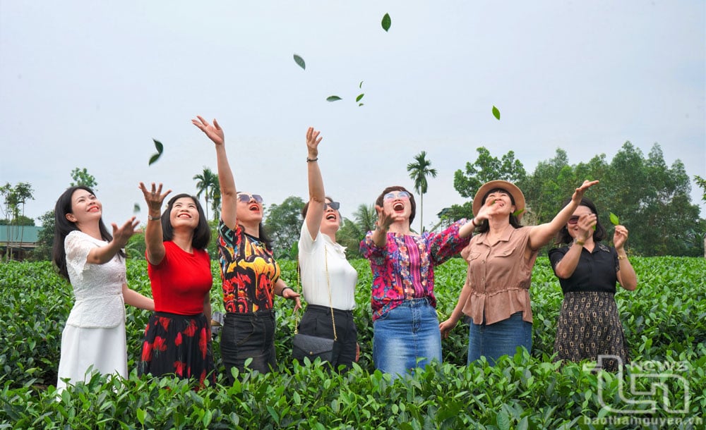 Du khách trải nghiệm tại vùng chè Tân Cương.