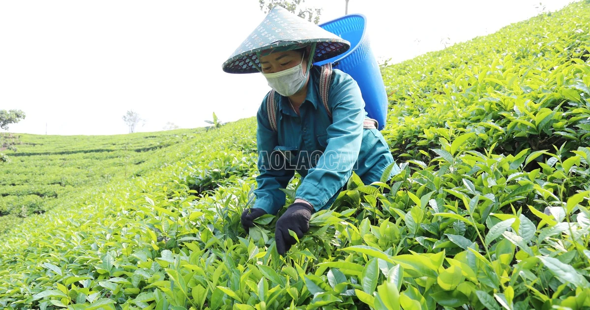 Nông dân Mường Khương thu gần 68 tỷ đồng từ chè xuân
