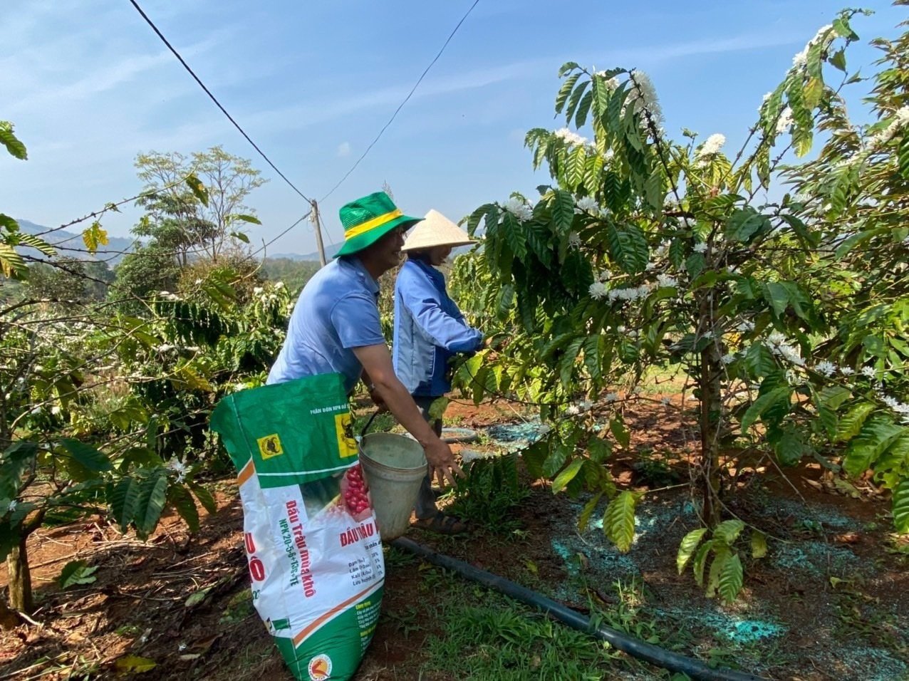 Giá cà phê hôm nay 4/5/2025: Tăng mạnh trở lại
