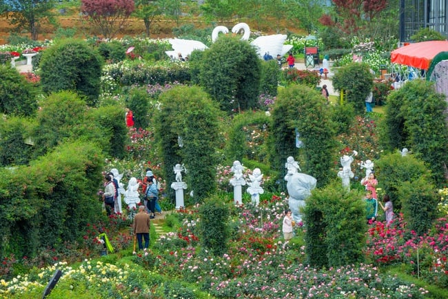 Sa Pa tấp nập khách đến du ngoạn Lễ hội Hoa hồng Fansipan - Ảnh 2.