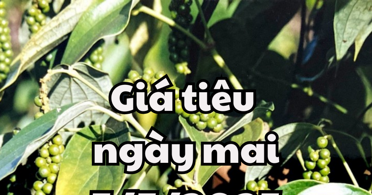 Tin tức, dự báo giá tiêu ngày mai 5/5/2025: Chưa có biến động
