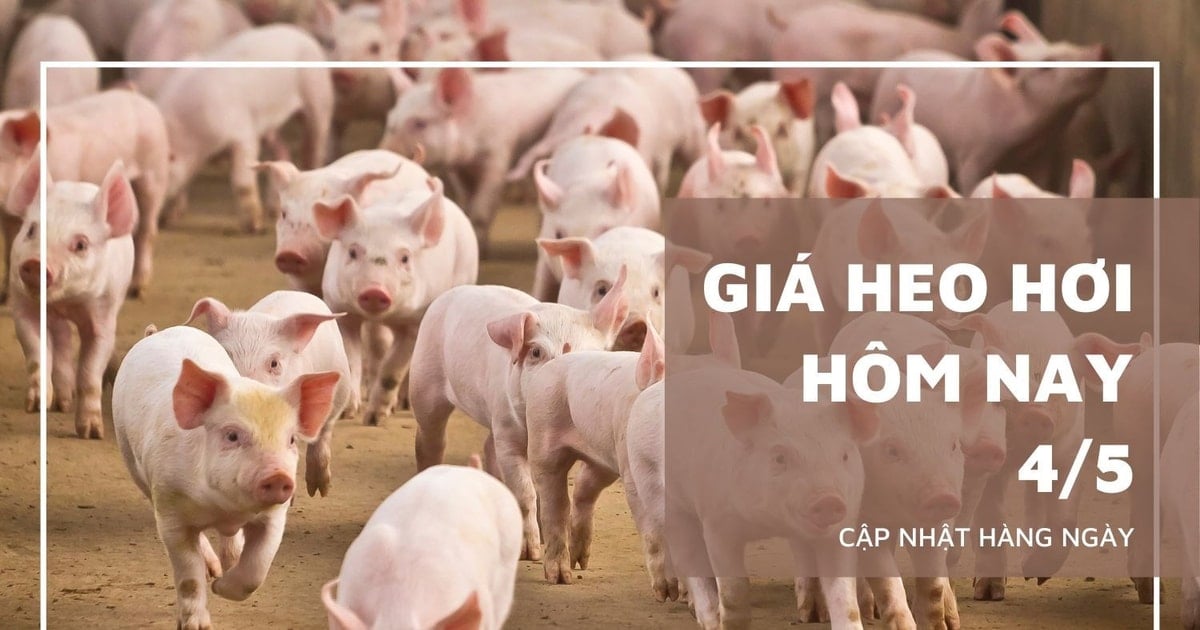 Giá heo hơi hôm nay 4/5: Nhiều nơi giảm nhẹ, thấp nhất 66.000...
