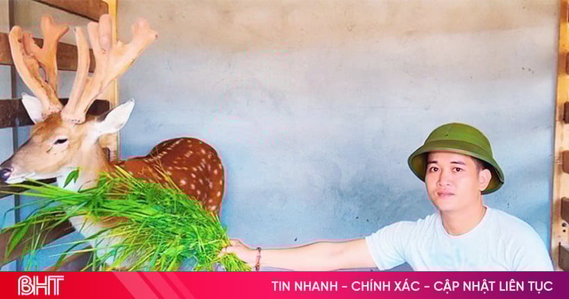 Hươu cho nhung "khủng", chủ từ chối bán với giá gần nửa tỷ đồng