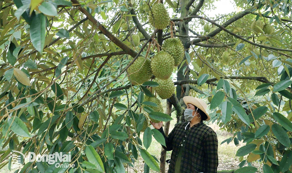 Vườn sầu riêng của nông dân tại xã Đak Lua đạt năng suất cao sắp được thu hoạch. Ảnh: B.Nguyên