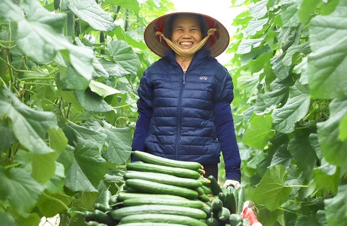 Chìa khóa để nông dân Kinh Môn kiếm bộn tiền từ cây trồng quen thuộc
