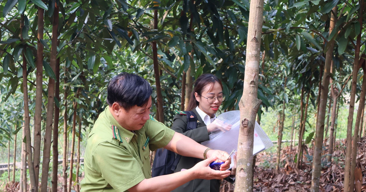 Bắc Kạn: Phát triển rừng gắn với bảo tồn