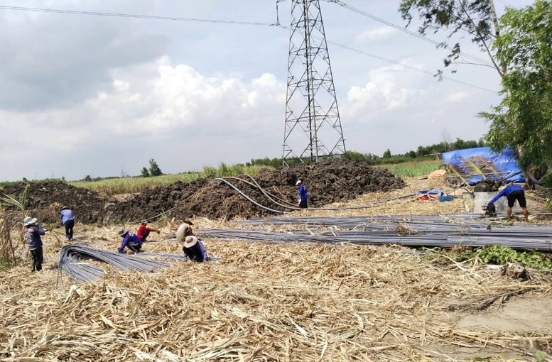 Thi công xuyên lễ đưa dự án đường dây 220kV NMĐ Nhơn Trạch 3 - rẽ Mỹ Xuân - Cát Lái về đích - Ảnh 5.