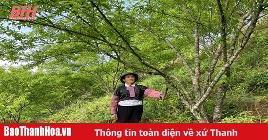 M. Thao Van Tho – un exemple de travail acharné