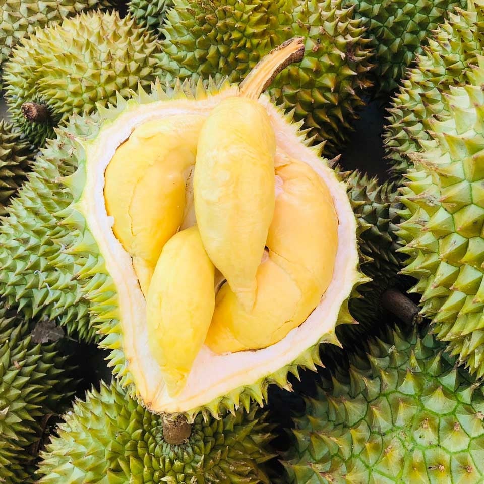 Durian-Preis heute 45 Anstieg von 2000 auf 3000 VND/kg