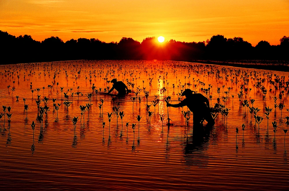 Nguyễn Tấn Điệp - Vùng đất hồi sinh.jpeg