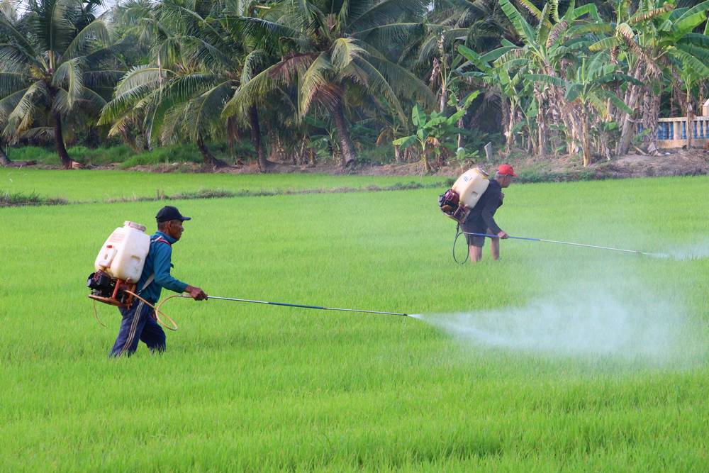 Tập trung chăm sóc lúa Hè Thu