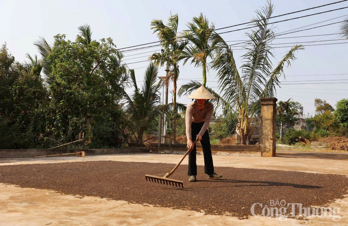 ការព្យាករណ៍តម្លៃម្រេចក្នុងស្រុកថ្ងៃស្អែក 05/05/2025 ឡើងចុះឡើង