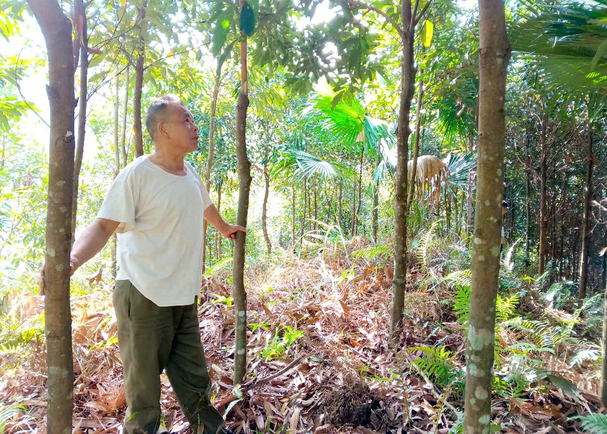 Nà Chì, thu nhập cao từ trồng quế