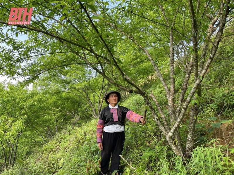 Ông Thao Văn Tho - tấm gương về tinh thần cần cù lao động
