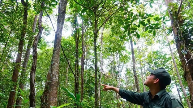 Bảo tồn hệ sinh thái rừng ở Phú Quốc