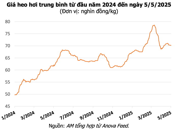 giá heo hơi trung bình từ đầu năm 2024 đến 5 5 2025
