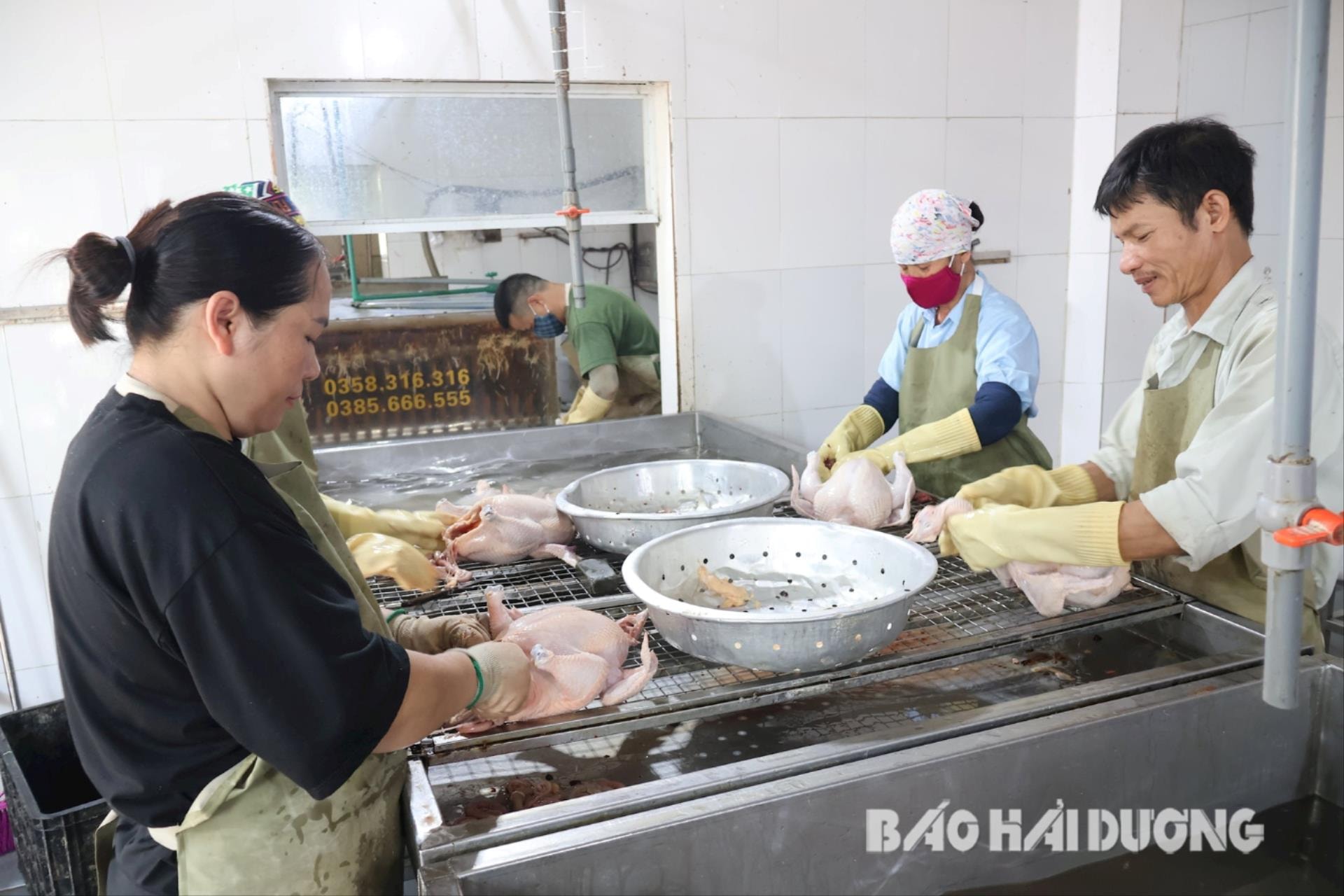 agriculture-cam-giang-3-.jpg
