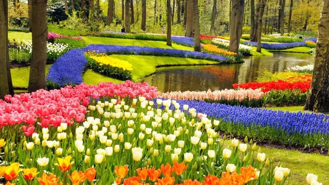Tulip season in the Netherlands - a romantic stop not to be missed - Photo 2.