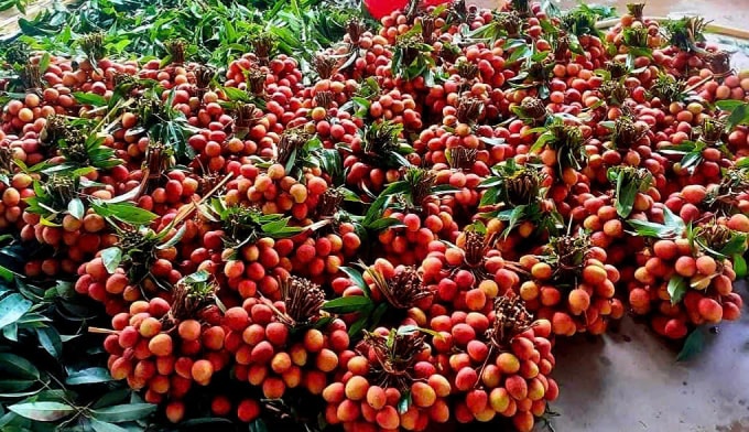 Lychee at a garden in Dak Lak. Photo: Ngoc Lan