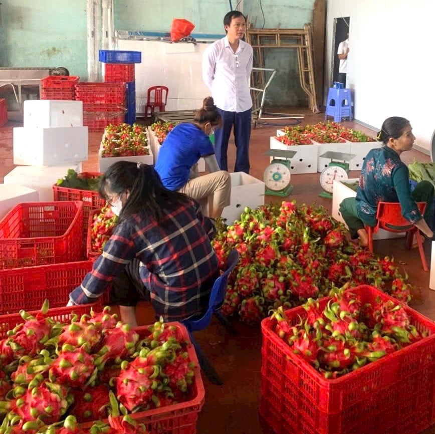 សិក្ខាសាលាកែច្នៃ និងវេចខ្ចប់ផលិតផលកសិកម្មនៅសង្វាក់សហករណ៍កសិកម្មបច្ចេកវិទ្យាខ្ពស់ Son Hai (ឃុំ Nam Ha ស្រុក Lam Ha)
