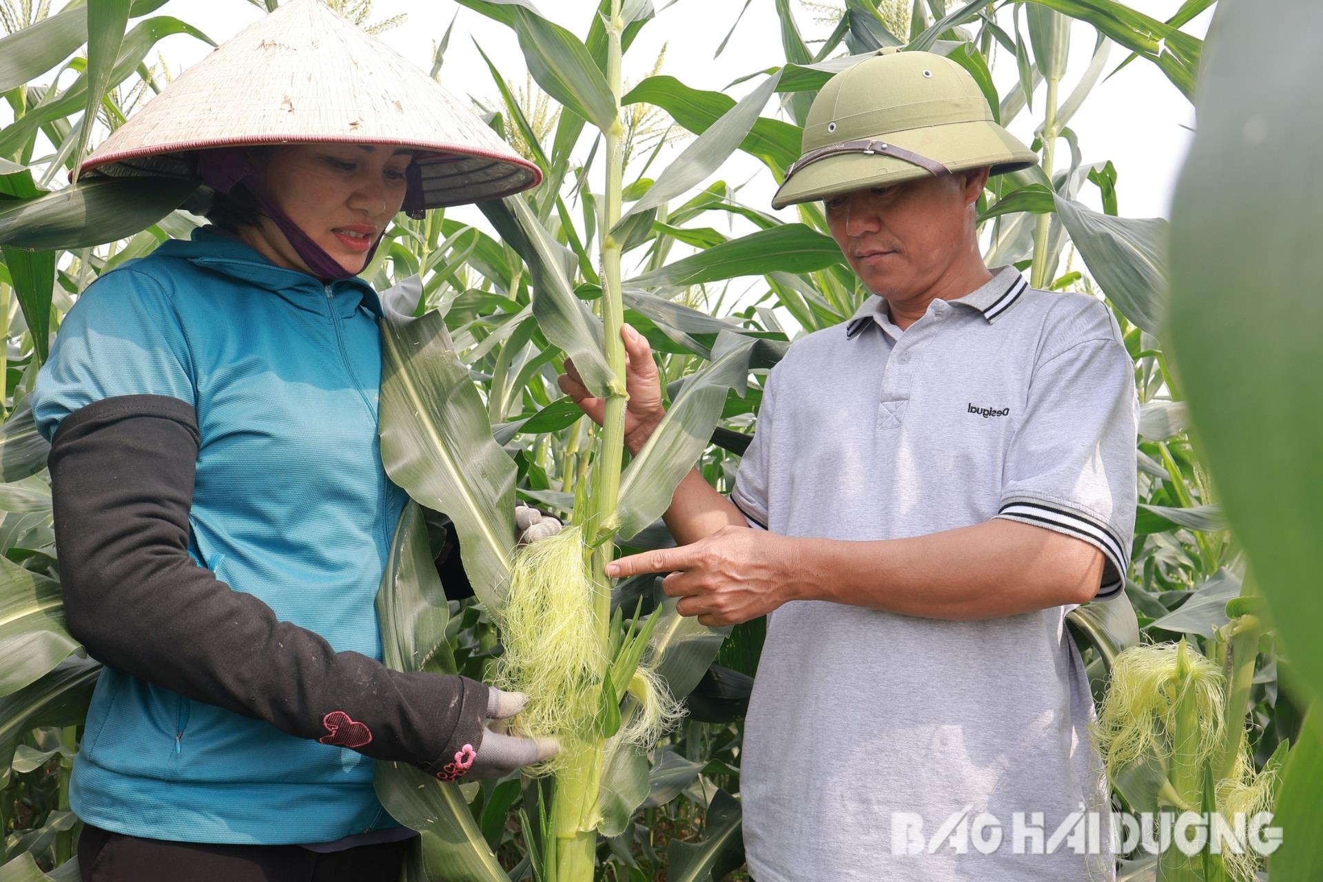 agriculture-cam-giang(1).jpg