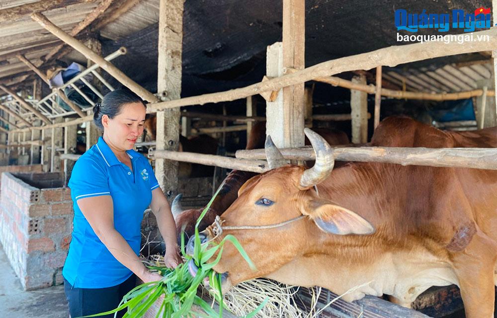 អ្នកស្រី Vo Thi Tuong Vi នៅ​ក្រុម​លំនៅដ្ឋាន Dong Quang វួដ Pho Van (ទីប្រជុំជន Duc Pho) ថែរក្សា​ហ្វូង​គោ​របស់​គ្រួសារ​គាត់។ 