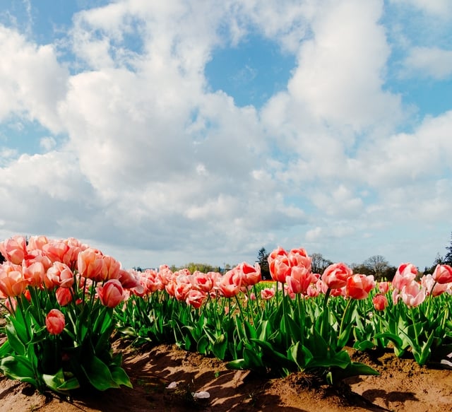 Tulip season in the Netherlands - a romantic stop not to be missed - Photo 5.