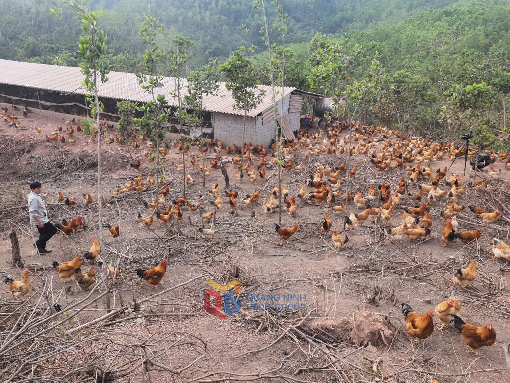 នៅភូមិ Na Ca ឃុំ Phong Du ស្រុក Tien Yen ស្ទើរតែគ្រប់គ្រួសារចិញ្ចឹមមាន់ស្រុក Tien Yen។